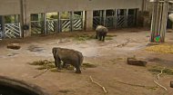 Elephant Escape Game