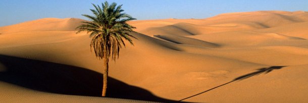 Sahara Desert Game