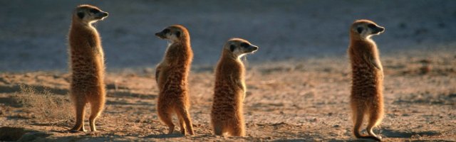 lead the meerkats pc game
