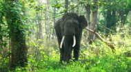 Forest Elephant Game