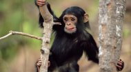 Chimpanzee Game